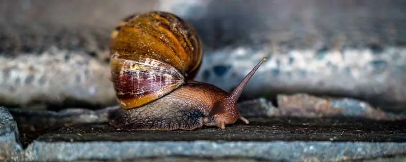蜗牛有多少颗牙齿 蜗牛有多少颗牙齿