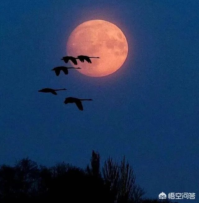 有人说，笨女人最可爱，你想象她有多笨她就会多笨，怎么理解？