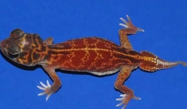 瘤尾守宫是什么？