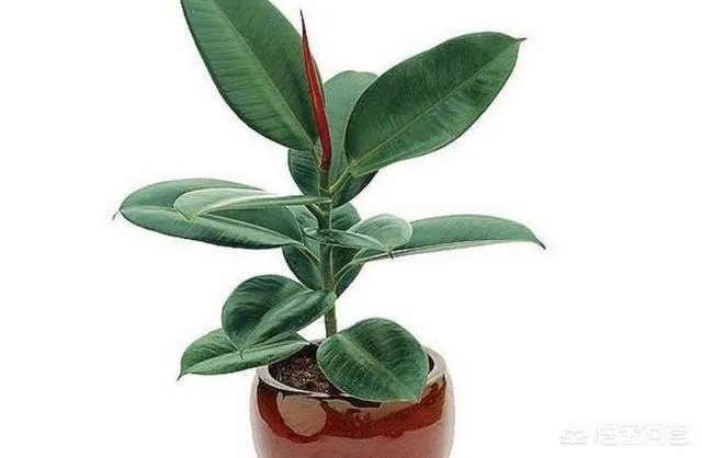 怎么养殖橡皮树？