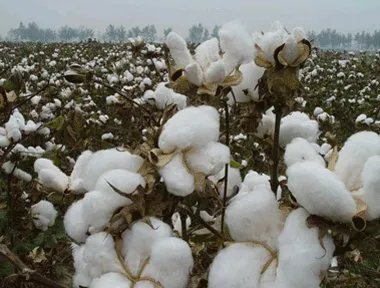 棉花配额的介绍