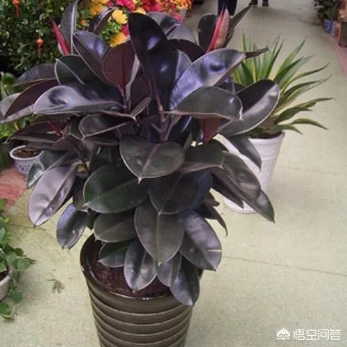 怎么养殖橡皮树？