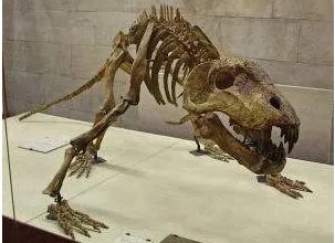 我国科学家在哪里发现远古混元兽化石？