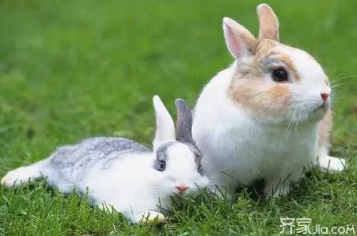 属兔的属相婚配表  男兔女兔婚配禁忌