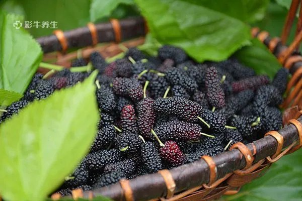 桑葚干的功效与作用禁忌