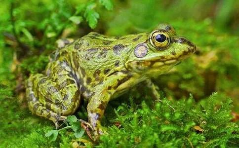 青蛙军团爱地球读后感