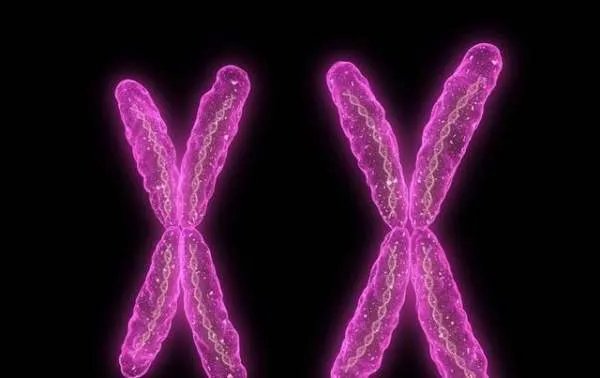 为何科研大都会拿小白鼠做实验,怎么不是其他动物?