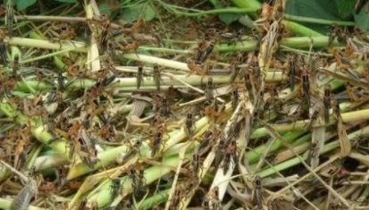 古代闹蝗灾老百姓食不果腹,为什么不吃蝗虫充饥呢?