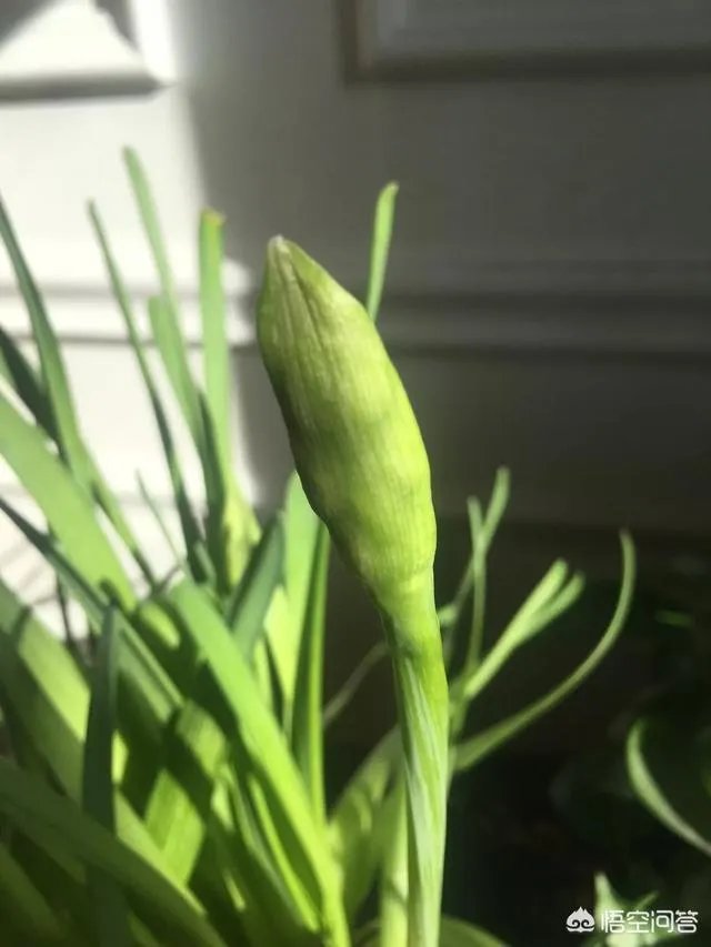 新婚夫妻过年回家，只有七天假期，应该只回一家，还是两家都回，还是各回各家？