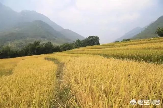 用梯田老式水稻收割机,为什么有的人喜欢边割边脱粒,而不是先割晒一些然后再脱粒?