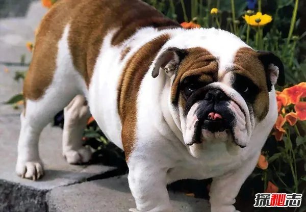 涓栫晫鍗佸ぇ鏈€涓戠殑鐙� 绗笁鏉ヨ嚜涓浗澶╃敓閫犲瀷鏉€椹壒