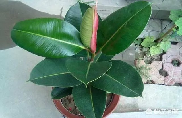 怎么养殖橡皮树？