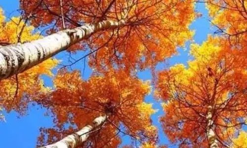 ”却道天凉好个秋“是什么意思？