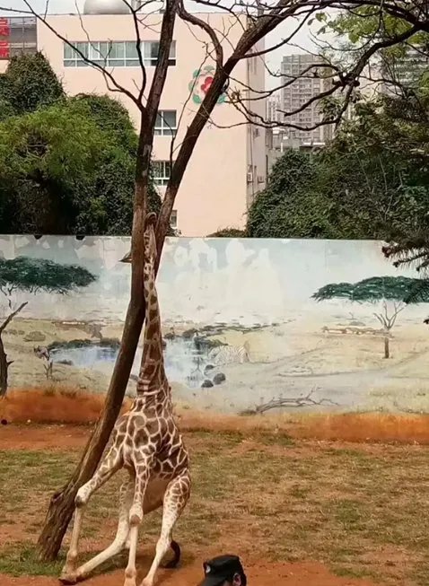 昆明动物园长颈鹿海荣为何身亡？