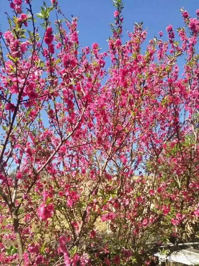 霍金是怎么说话的?