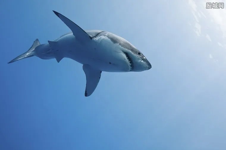 白鲨自救跃出水面 非常神奇惊呆众人