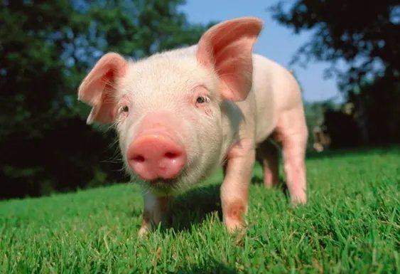 日本已扑杀生猪17万头？