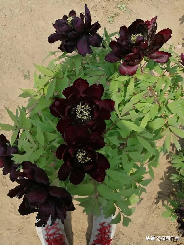 菏泽牡丹很有名么?