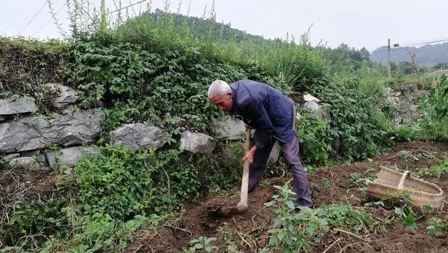 黑土豆有什么生长特性？如何进行种植管理？