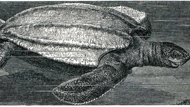 世界上体型最大的海龟是什么