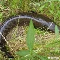 蛇鱼怎么做好吃？