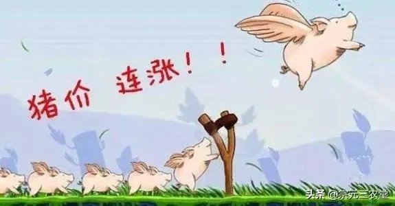 7月14日,10个省份的生猪价格突破了10元/斤的行情,这个行情能持续多久?