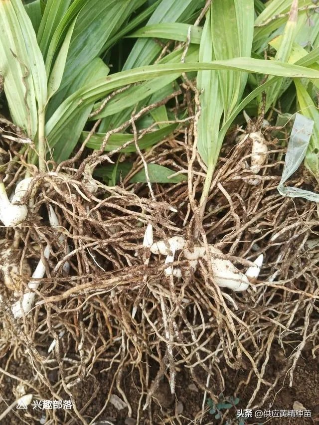 白芨种植前景如何?