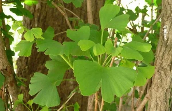 银杏怎么种？可以用银杏果种出来吗？