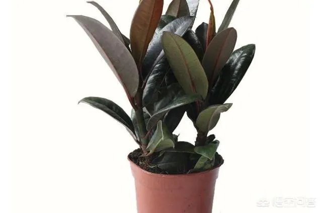 怎么养殖橡皮树？