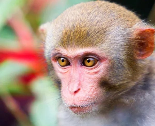 实验猴一只16万元,药企疯狂囤猴,这背后到底发生了什么?