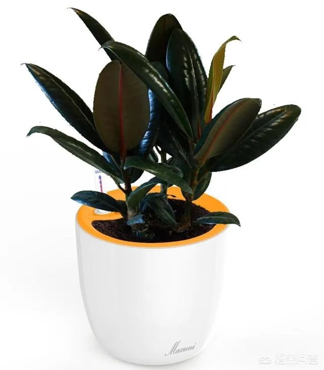 怎么养殖橡皮树？