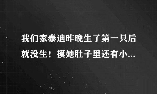 我们家泰迪昨晚生了第一只后就没生！摸她肚子里还有小狗在动！已经过了快11个小时啦