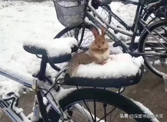 有哪些堆的雪人图片分享？