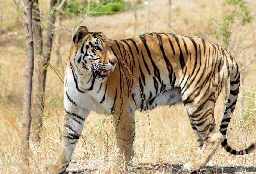 麻醉人员讲述围捕东北虎细节，具体细节怎么样的？