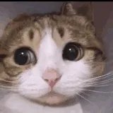 炉石传说与糖果缤纷乐的联动是哪个带哪个?