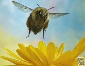 五年级第二课小练笔写蜜蜂怎么写？