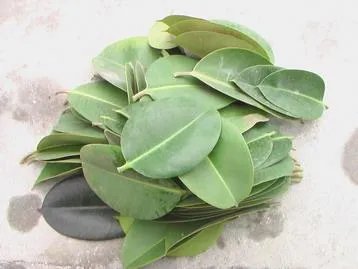 怎么养殖橡皮树？