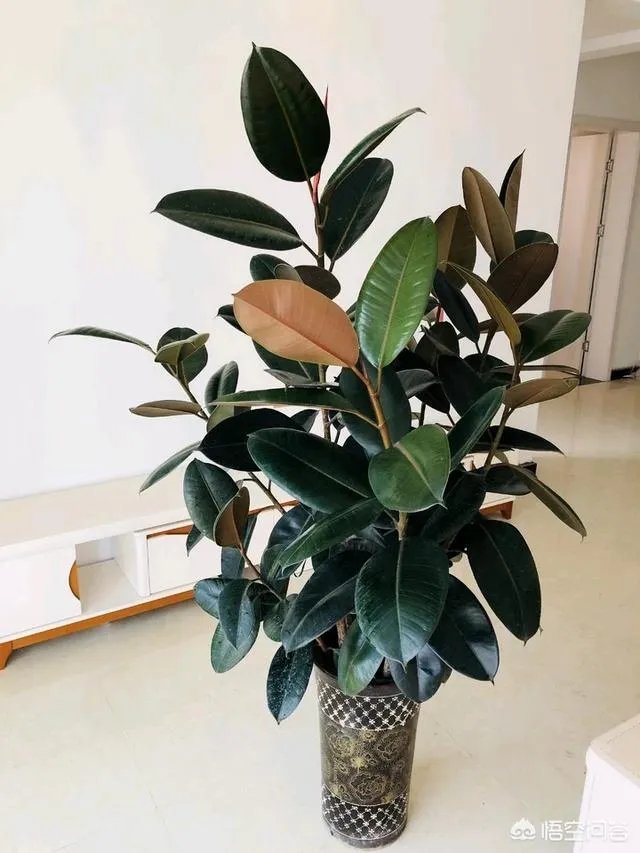 怎么养殖橡皮树？