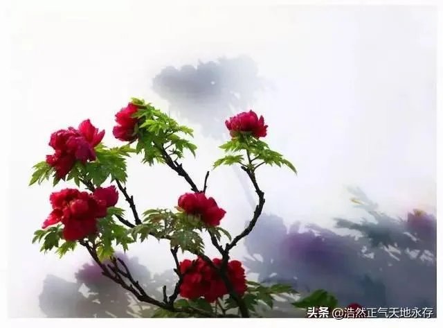 菏泽牡丹很有名么?