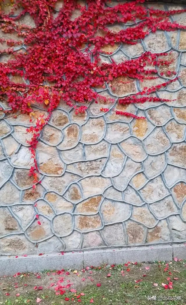 爬山虎巴在墙上如何摄影好看顺眼？