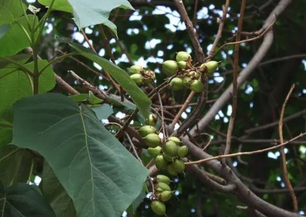 泡桐读音是什么