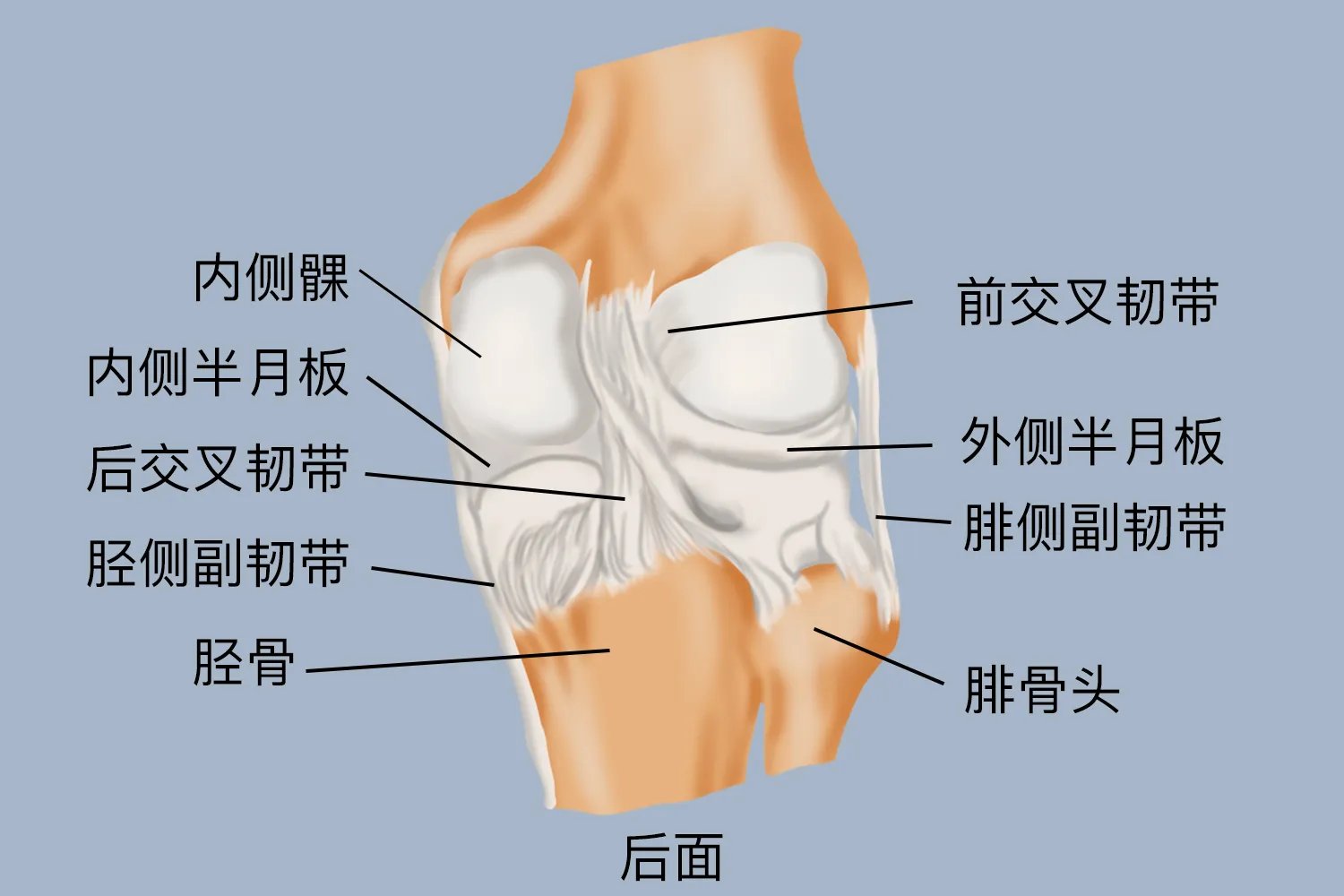 正常膝关节图片