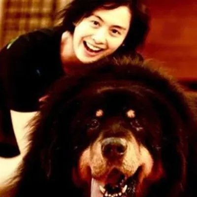 朱茵家的藏獒图片曝光 因照顾藏獒不周惨遭家公家暴