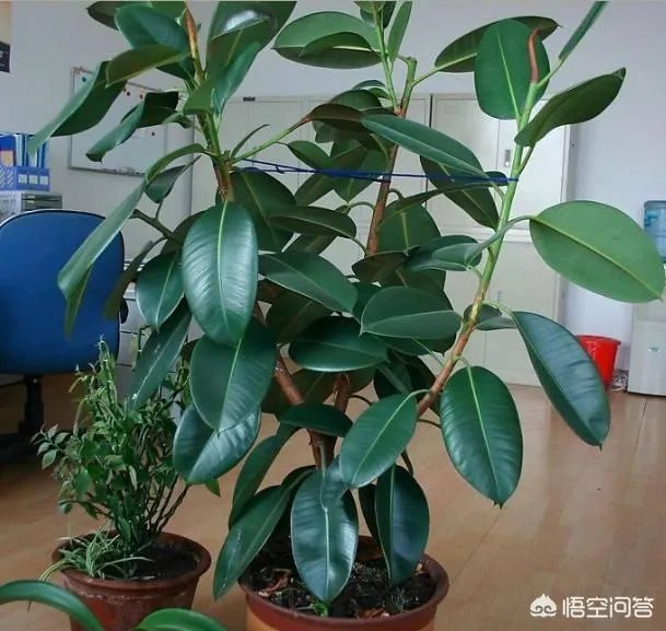 怎么养殖橡皮树？