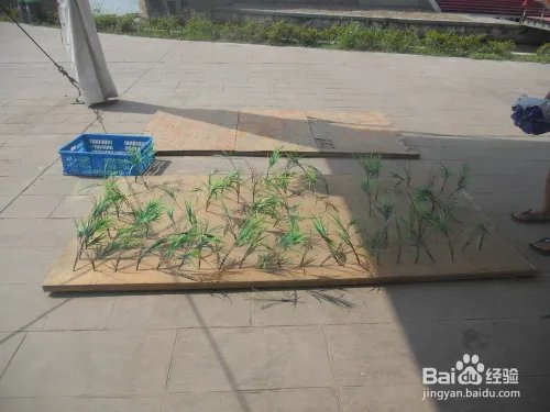 假期旅游之上海金山廊下生态园