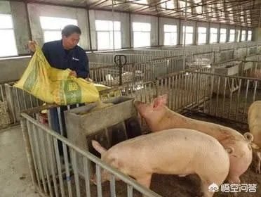 安徽猪饲料排名