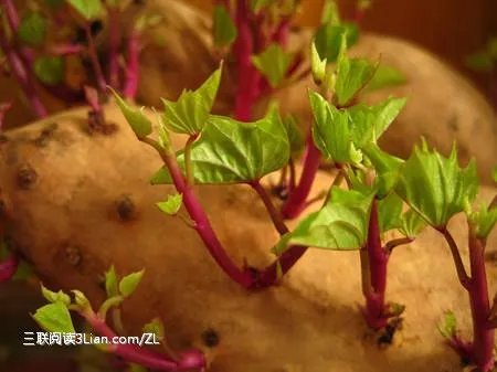 刚发芽的土豆还能吃吗？为什么？