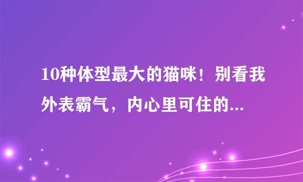 10种体型最大的猫咪！别看我外表霸气，内心里可住的是个小公主呢