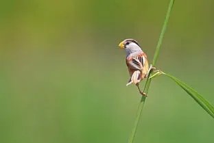 河北武强发现震旦鸦雀，它能像熊猫一样人工饲养吗？