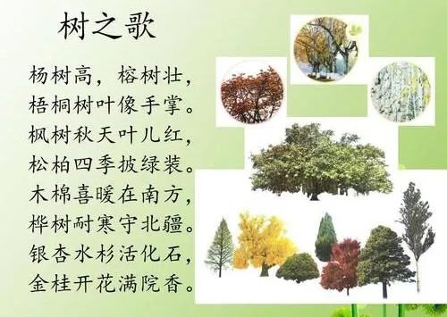 树之歌这篇课文里什么树木有非常悠久的历史